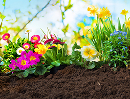7 Last Minute Tips For Your Spring Garden