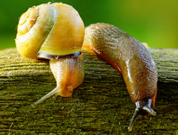 How do I Get Rid of Slugs and Snails in my Garden?