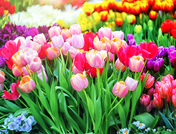 11 Cheap Ways to Transform Your Garden into a Heavenly Haven